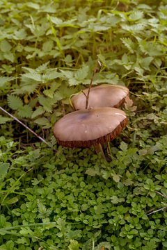 The brown mushrooms (Volvopluteus gloiocephalus) grow in green grass