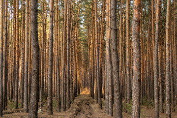 Fototapeta premium Pine forest of many trees on a sunny day