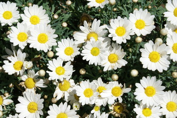Margerite, Chrysanthemum Leucanthemum