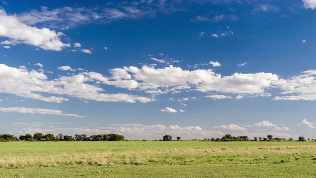 A peaceful midday timelapse of cumulous clouds building up for rain over a green pasture, countryside and farm land against a blue sky, summer, South Africa.