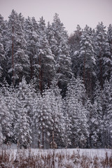 Snow covered pine trees in forest. Beautiful winter day.
