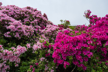 ピンクと赤のツツジが咲き誇り