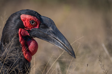 Ground Hornbill © Kyle