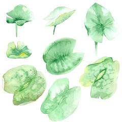 Watercolor green water lily leaf set. Perfect in design, cards, invitations, textiles, photo albums, scrapbooking and much more.
