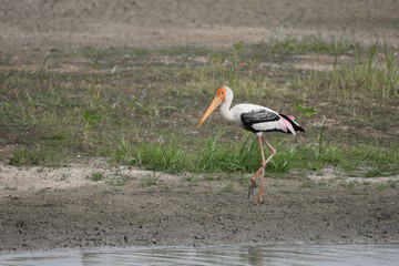 Painted Stork