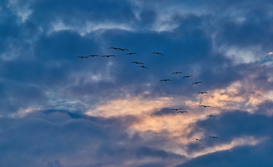 Flock of Seagulls in Morning Sky Against Dramatic Clouds