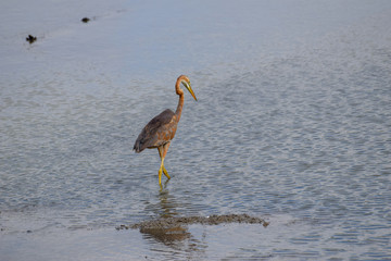 Heron