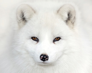 Arctic fox Vulpes lagopus portrait isolated on white background with black nose closeup in a Canadian winter