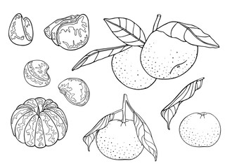 Mandarins set (oranges, clementine, tangerine) with leaves on a branch. Fresh citrus fruits, whole and slices, plant leaf. Hand drawn sketch. Vector illustration isolated on white background. Coloring