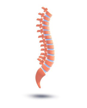 3d illustration of the human spine, symbolic graphic representation of the vertebrae. Image isolated on white background with shadow.