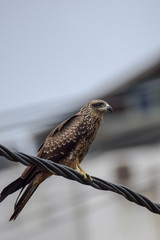 Kite