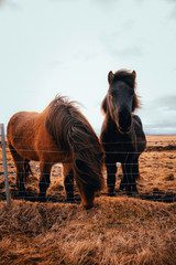 Portrait of a beautiful Icelandic horses, in  sunset lightsб beauty of Icelandic fauna.