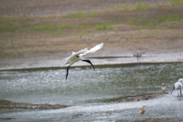 Ibis