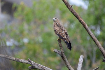 Black Kite