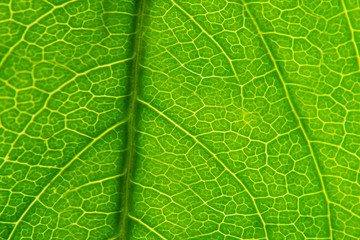 Texture of green leaf close-up.Texture or background