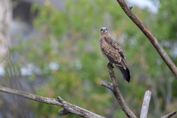 Black Kite