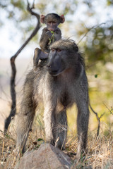 Mother baboon and baby
