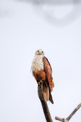 Brahamni Kite