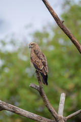 Black kite