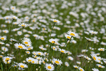 Meadow of white chamomiles