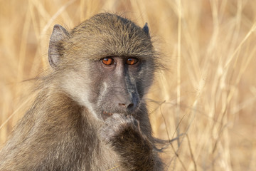 Baboon staring