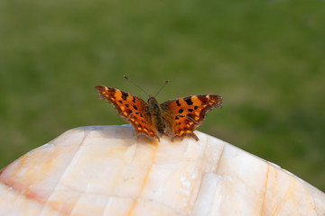 Beautiful bright butterfly is on the granite stone closeup