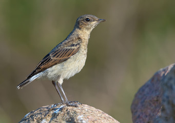Juvenile Northern Wheatear posing on stone in young plumage feathers