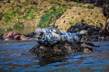 Grey Seal (Halichoerus grypus) a common large wild sea life animal mammal resting on a rock in Tenby Wales UK and commonly known as Atlantic seal or horsehead seal