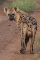 Spotted hyena in Kruger