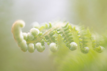 A detail of a young fern