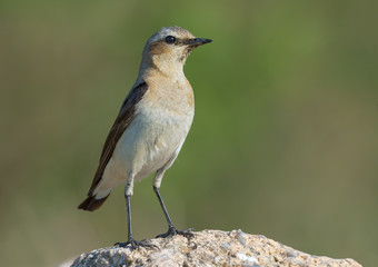 Adult female Northern Wheatear stands on top of stone in open field