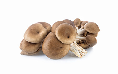 fresh oyster mushroom isolated on white background