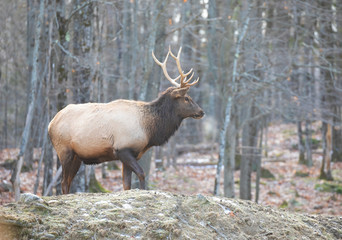 Bull Elk with large antlers standing in the forest on a cold autumn day in Canada