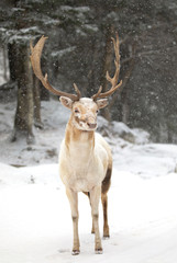 Fallow deer stag (Dama dama) with large antlers poses in a winter field in Canada