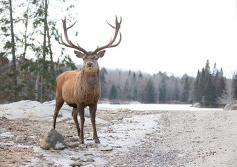 Majestic Red deer stag with large antlers standing in the winter snow in Canada