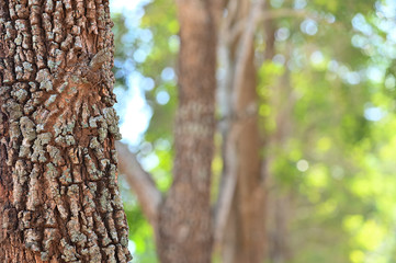 Nature wooden texture in the garden or park, tree skin with blurred background of tree in the garden ,shallow DOF