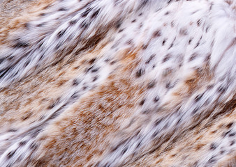 Fluffy spotted fur of wild animal lynx .Texture or background