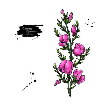Ononis spinosa vector drawing. Isolated medical flower and leaves.