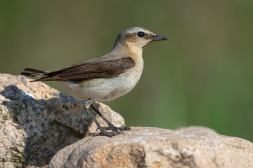 Mature female Northern Wheatear walks on rocks near her nest in sunny summer day