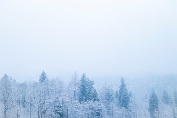 Winter forest background with snow on the trees