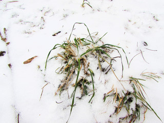 Dry grass in the snow in winter.