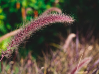 The daffodil on the side of the road was blown gently by the wind and the evening sun.
