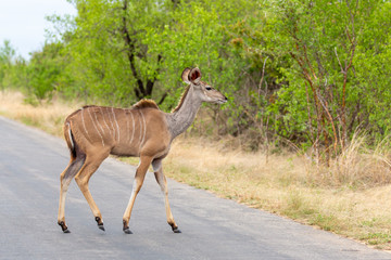 Fototapeta premium Female Kudu