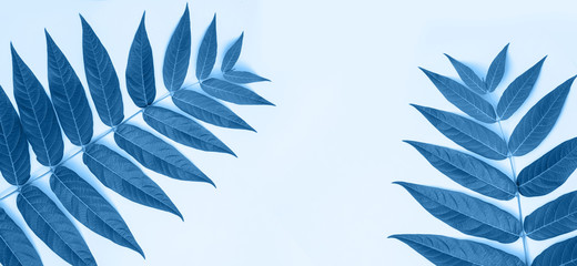 Fototapeta na wymiar Branches with leaves on blue background.