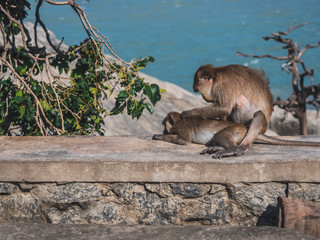 The mother monkey was sitting and searching for and eliminating the baby's insects by the sea. Makes the baby monkey comfortable and without disturbing insects