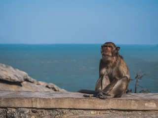 The monkeys on the island in the middle of the sea, male, waiting for food from tourists