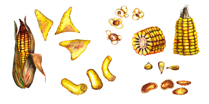 Set of natural corn cobs and products. Popcorn, seeds, cornflakes, nachos.  Watercolor hand painted elements isolated on white background.