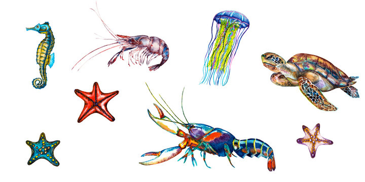 Set of ocean natural animals. Seahorse, lobster, shrimp, turtle, jellyfish, starfishes. Watercolor hand painted elements isolated on white background.