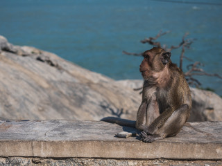 The monkeys on the island in the middle of the sea, male, waiting for food from tourists