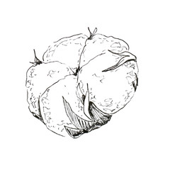 Hand drawn Christmas plants